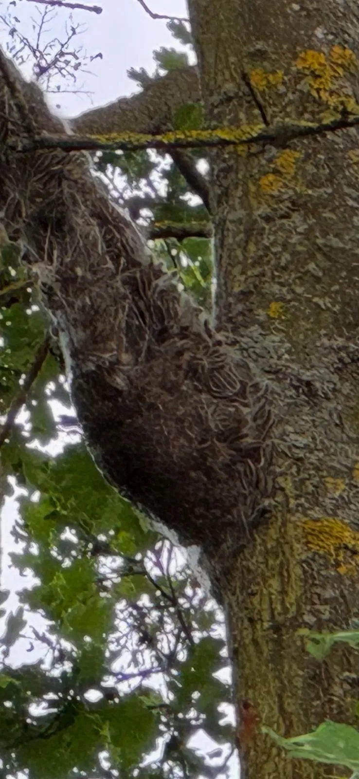 Gespinstnest am Stamm