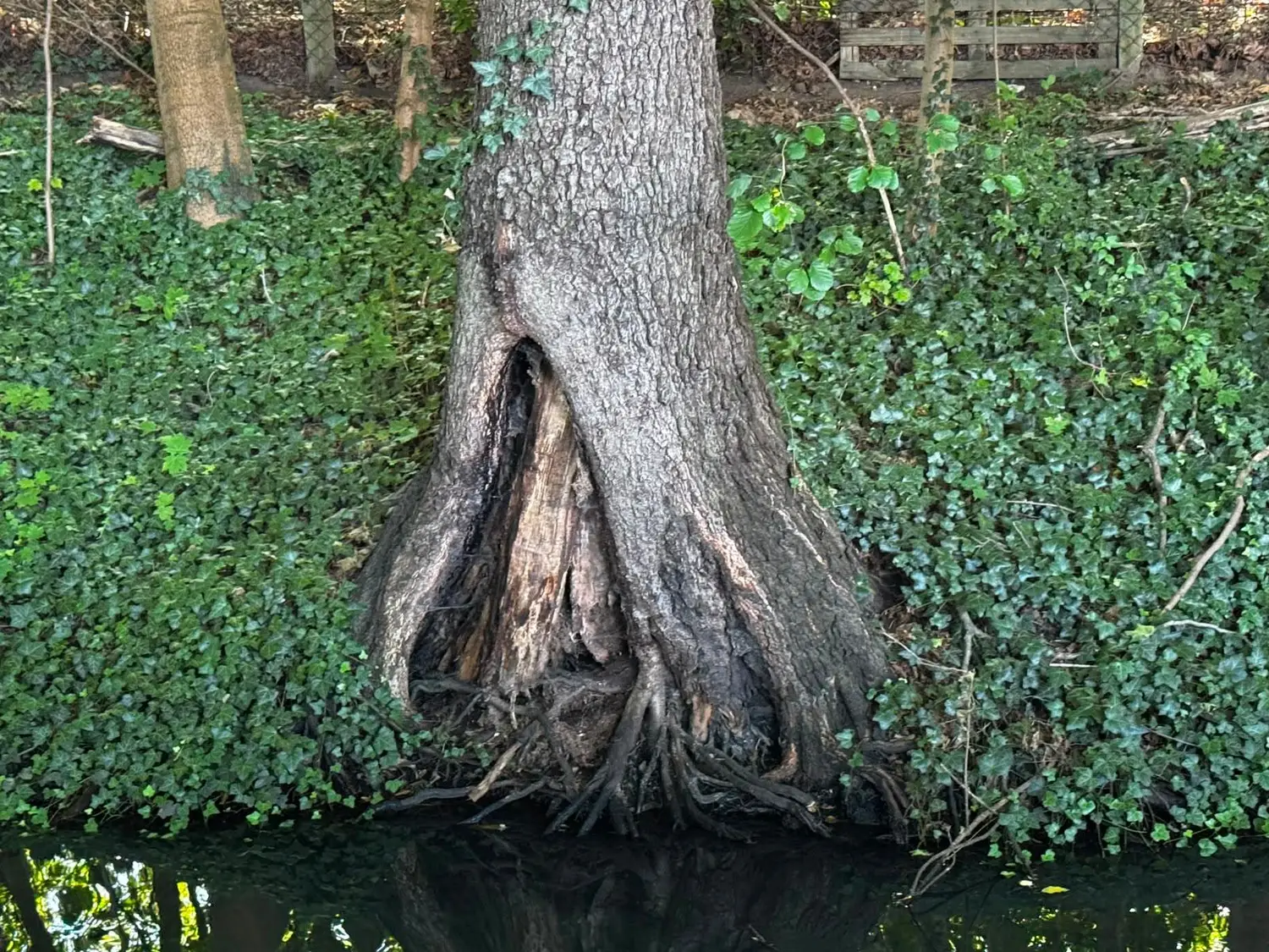 Ausgeprägte Stammfußhöhlung an einer Erle am Wasser