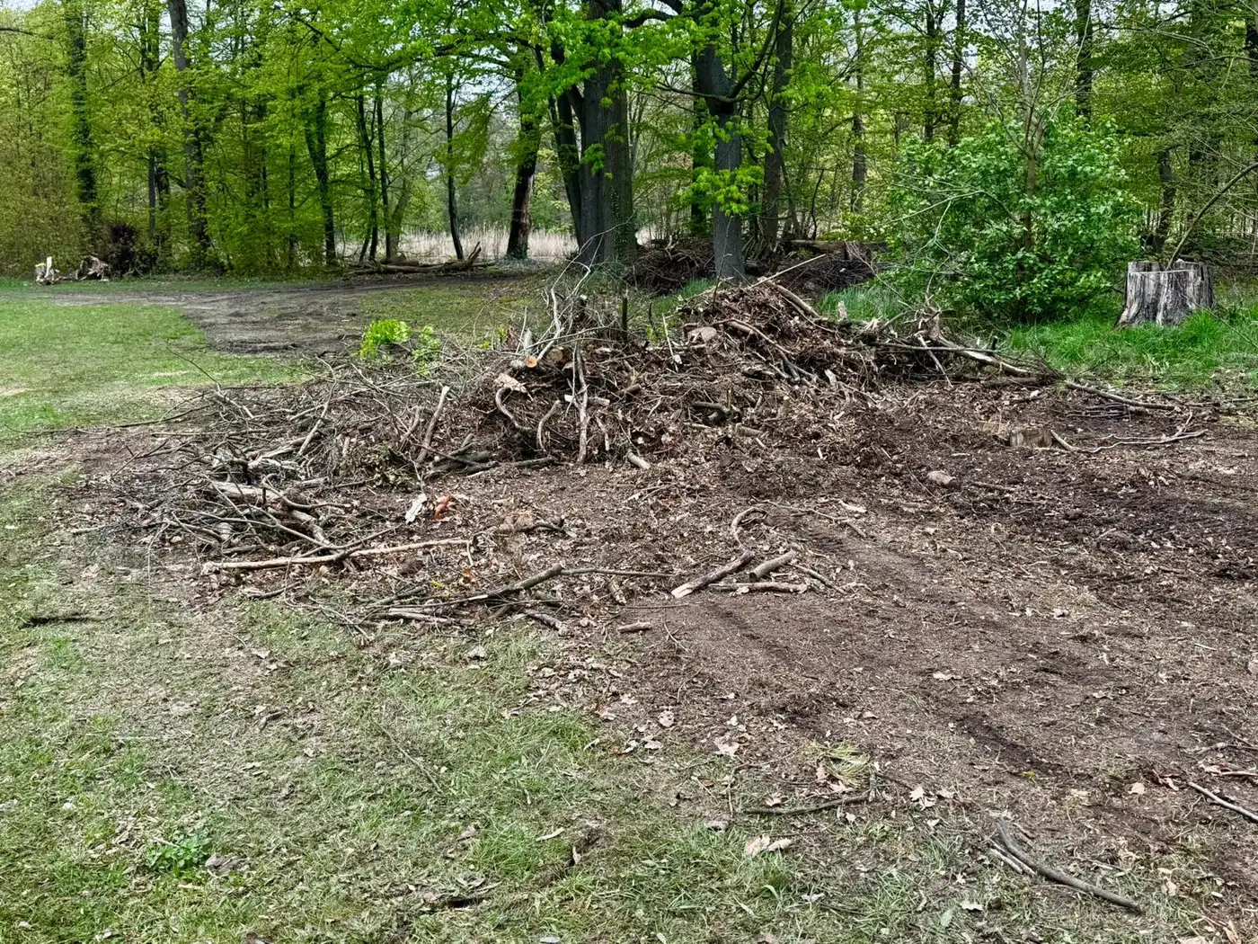 Flächenräumung von Strauchwerk