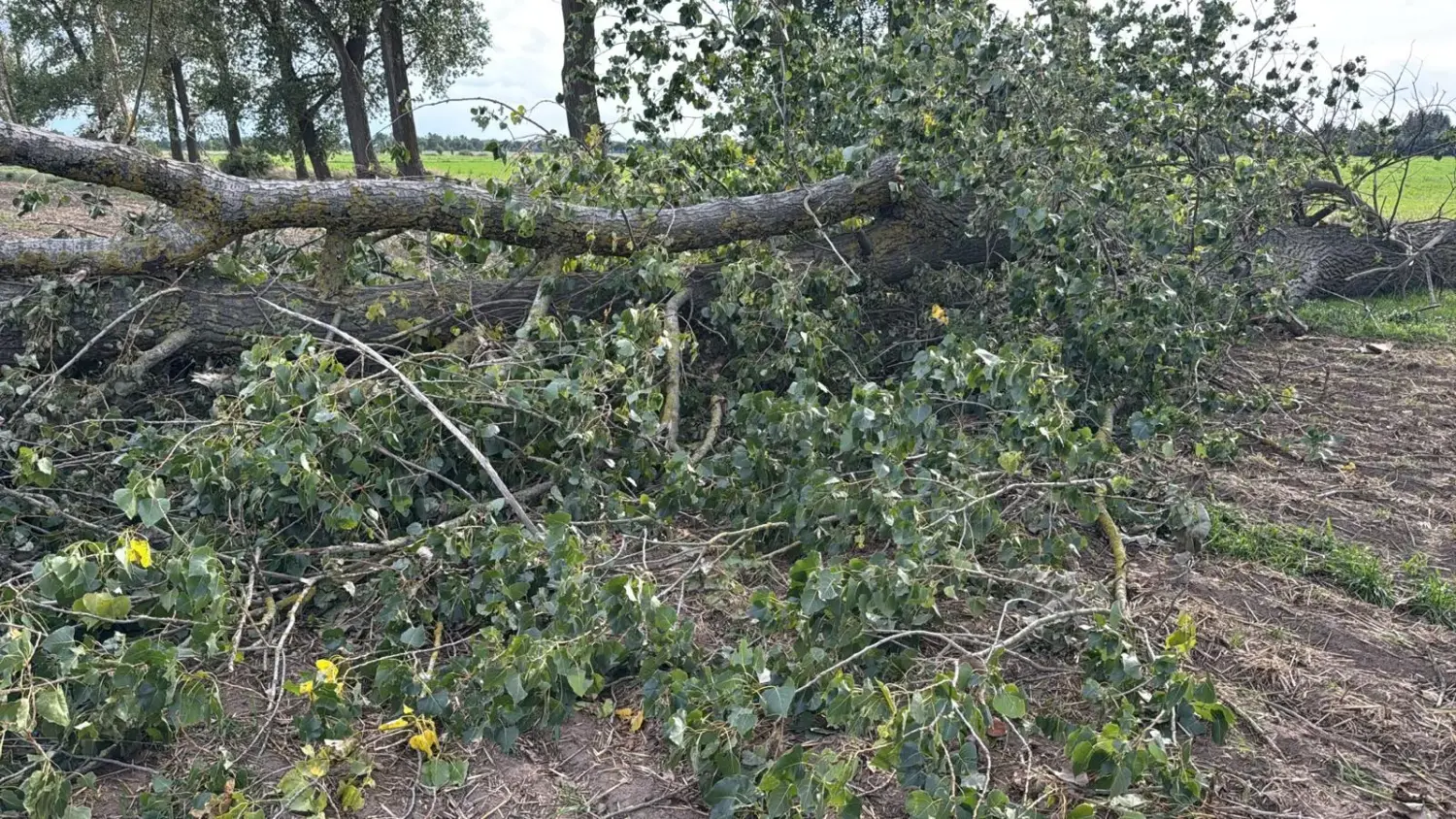 Die abgebrochene Krone liegt neben dem Weg