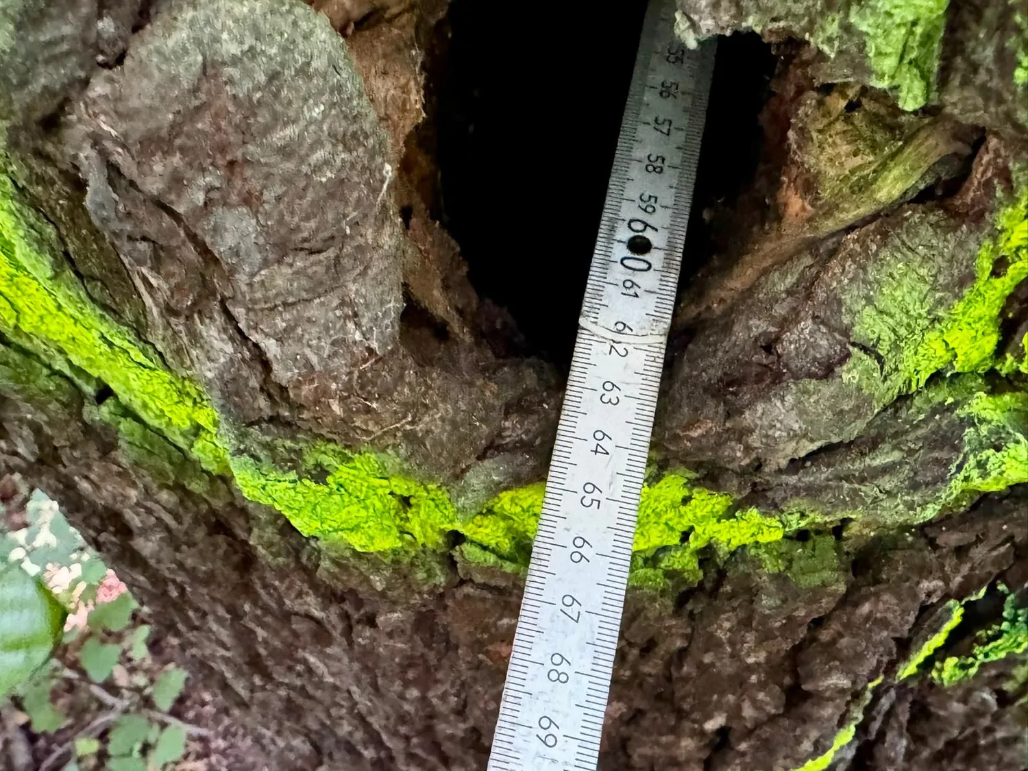 Zollstock misst 63 cm Tiefe in der Stammhöhlung