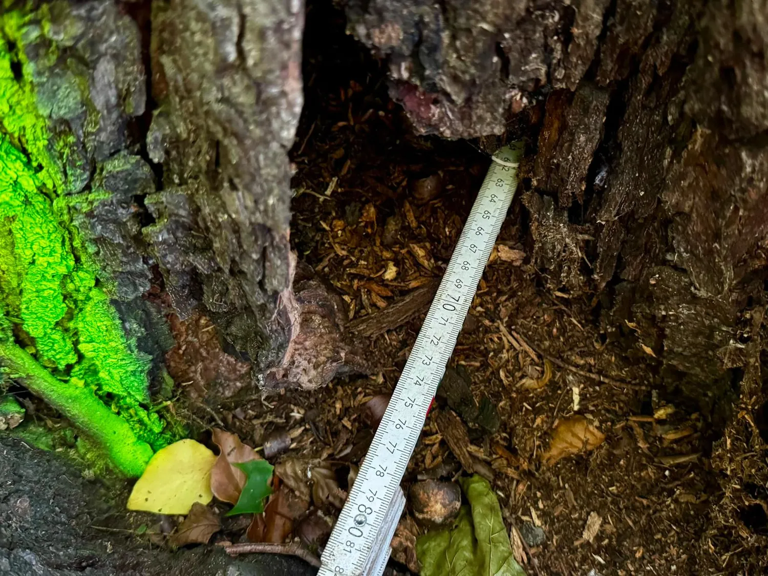 Zollstock misst 73 cm Tiefe in der Stammfußhöhlung