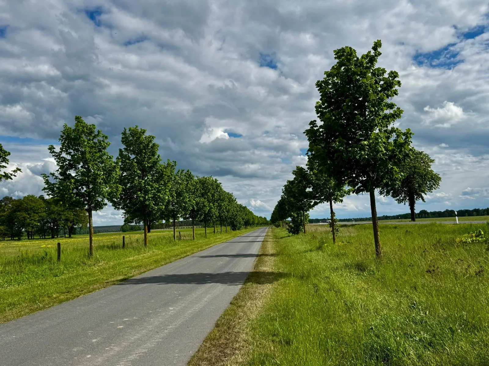 Jungbaumpflege an der Allee