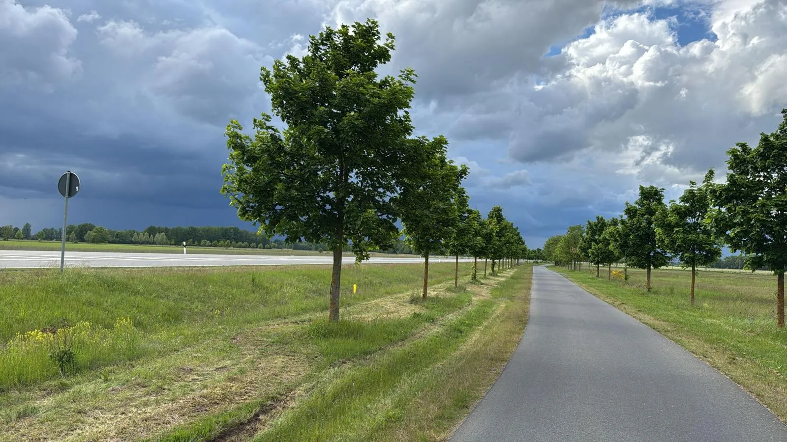 Junge Alleebäume entlang des Radwegs