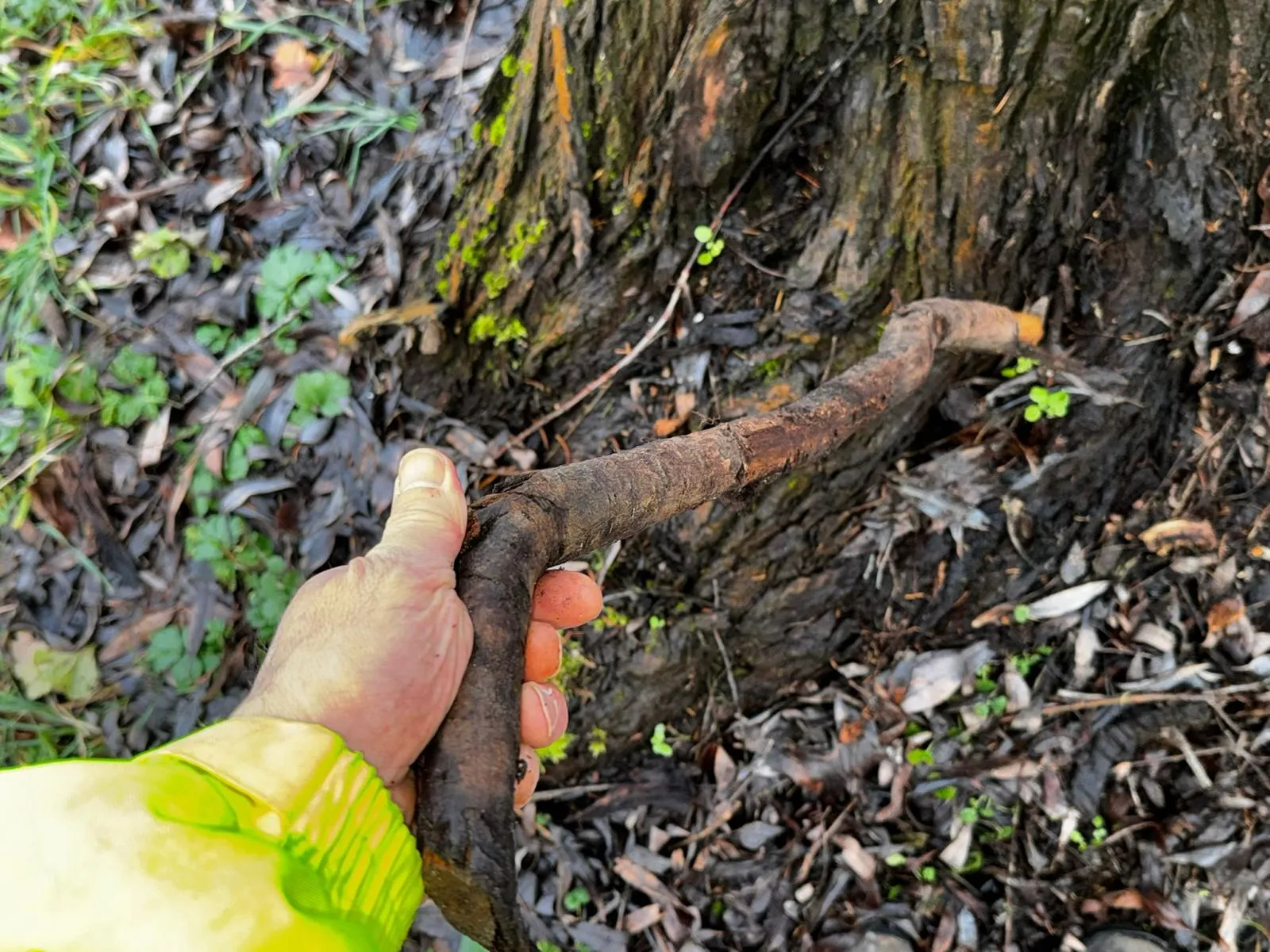 Falls kein Werkzeug zur Hand ist, hilft die Natur