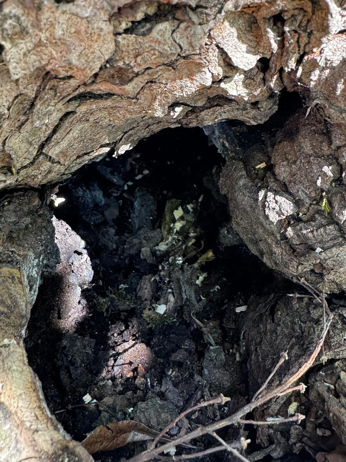 Senkrechte alte Kappung mit Höhlung
