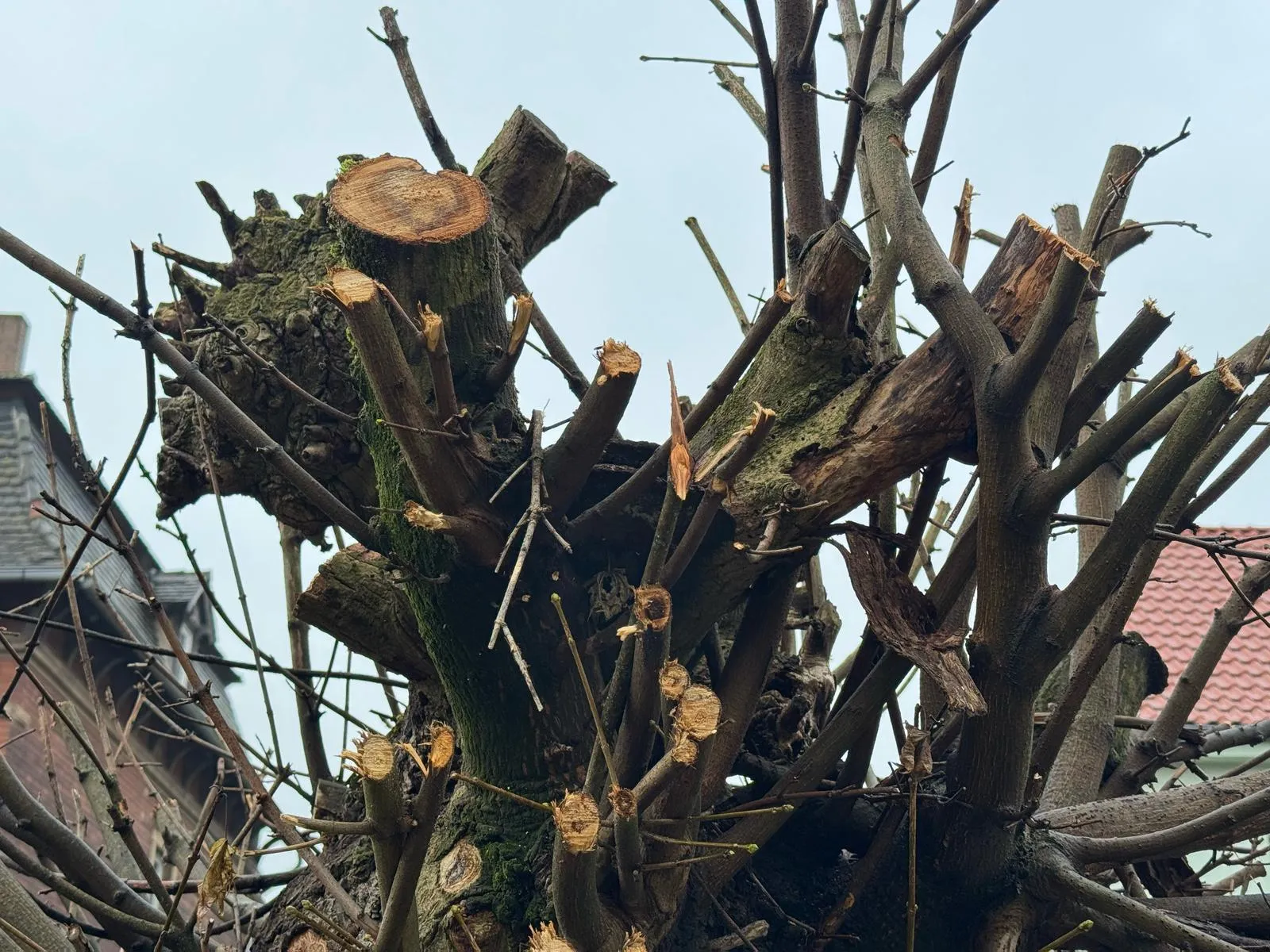 So „arbeiten“ Menschen, die vom Baum nichts verstehen