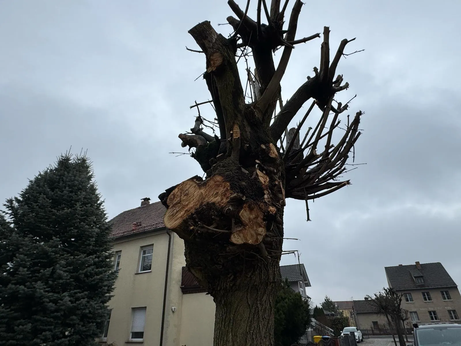 Radikal gekappt vor Wohnhäusern