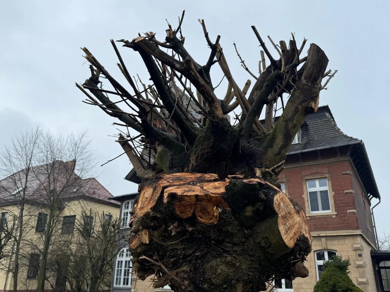 Kopfbaum nach der Kappung
