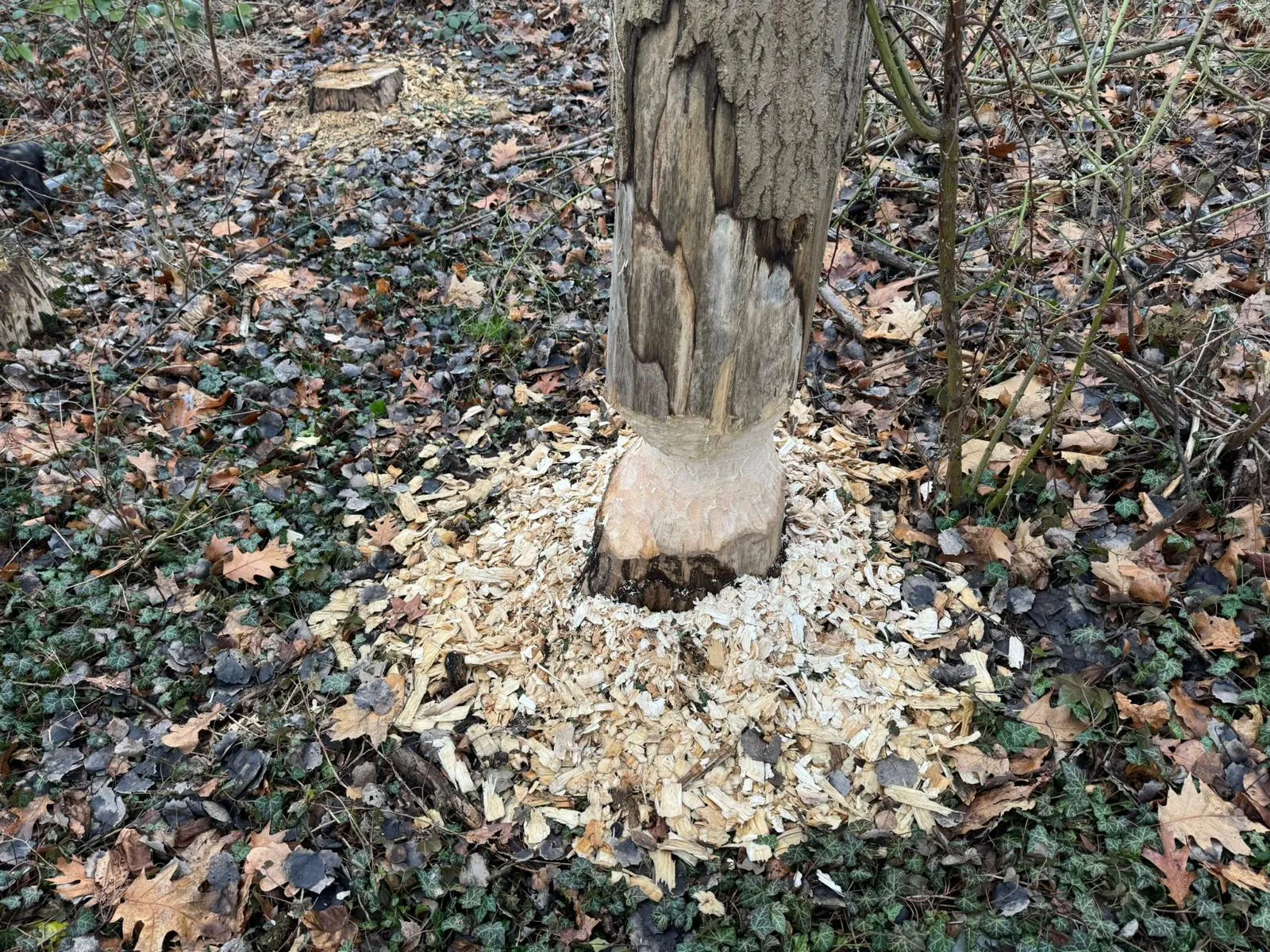 Biberschaden am Baum