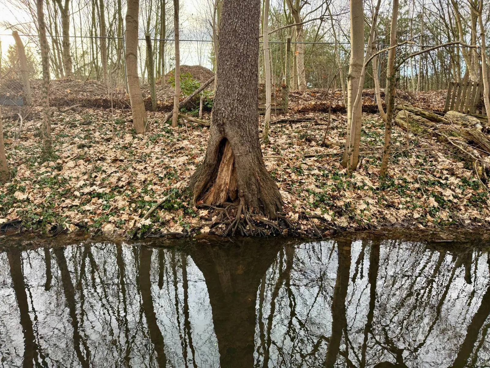 Stammfußhöhlung am Ufer