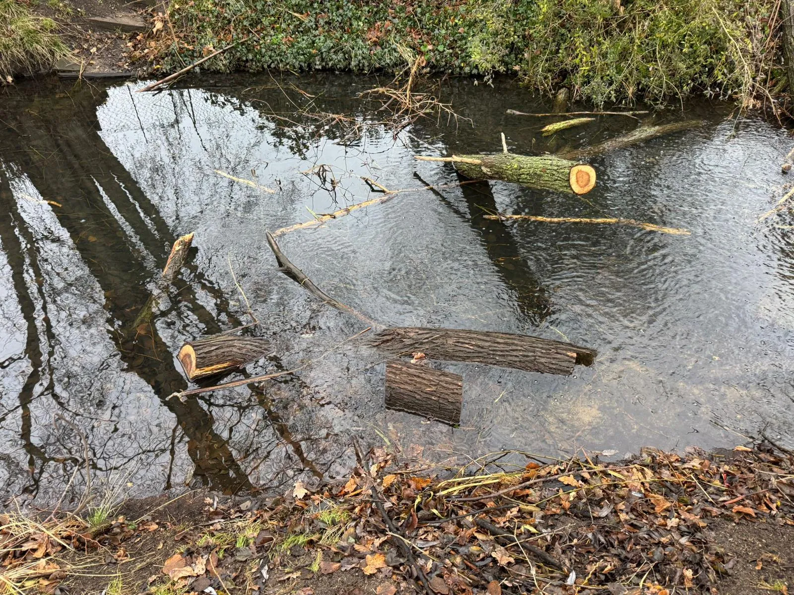 Holz im Wassergraben
