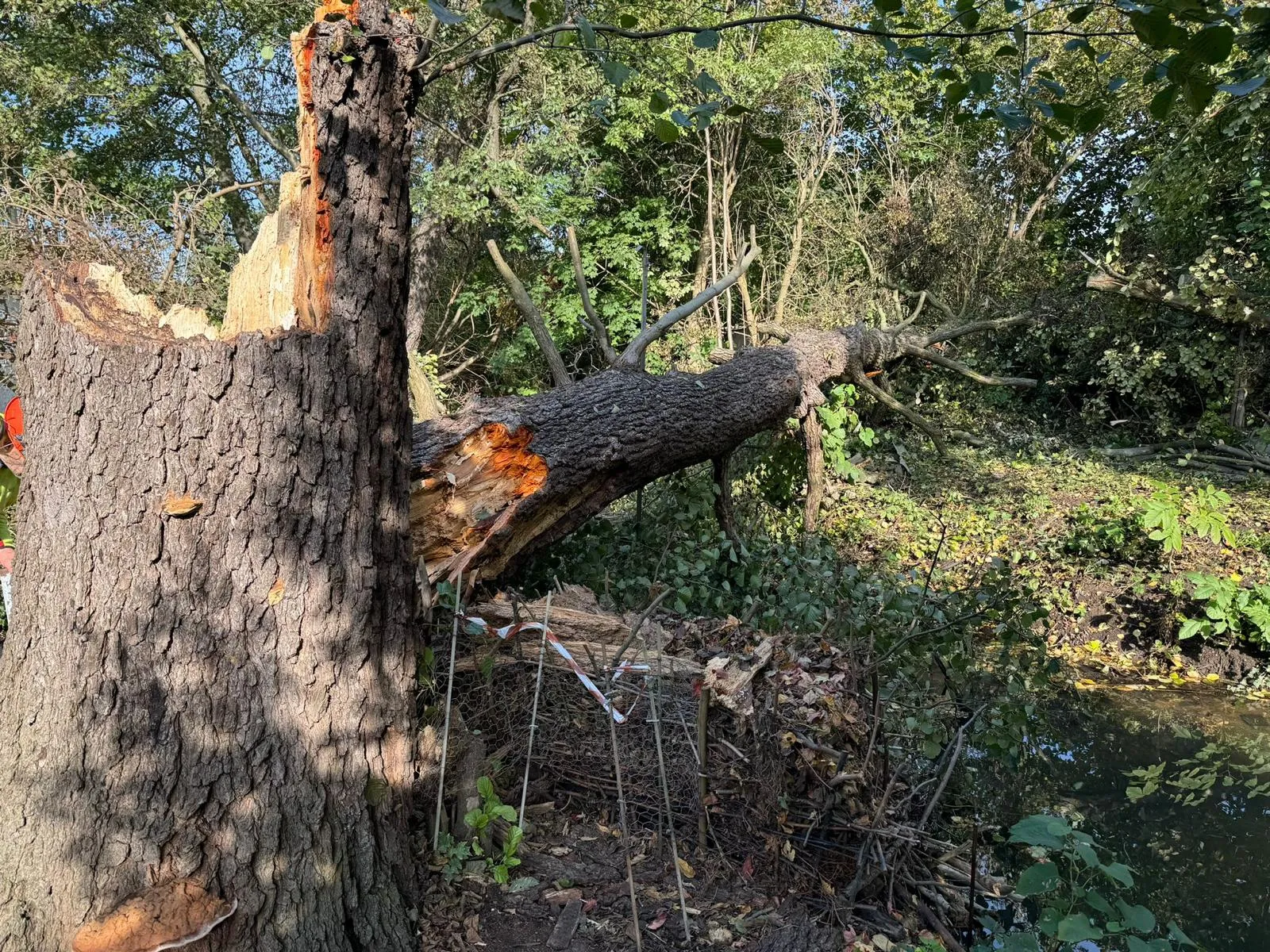 Baumbruch (Erle) über den Wassergraben