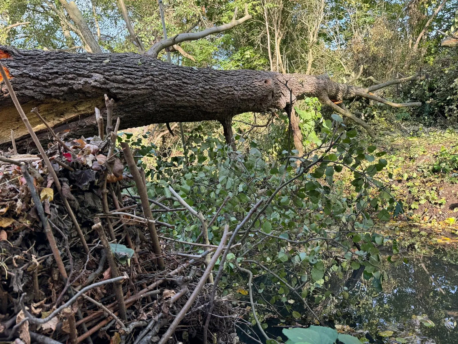 Rund 87 cm Durchmesser, Ursache Pilzbefall