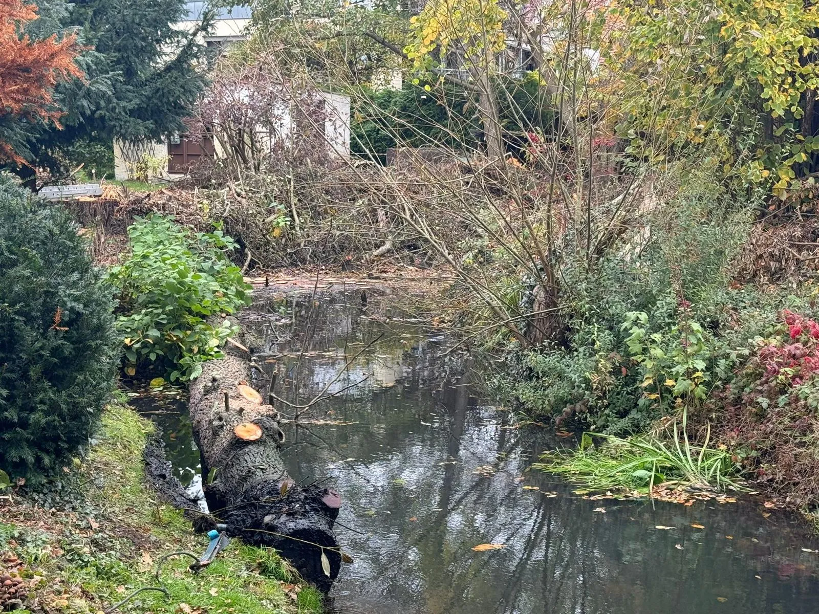 Der Stamm im Bachlauf