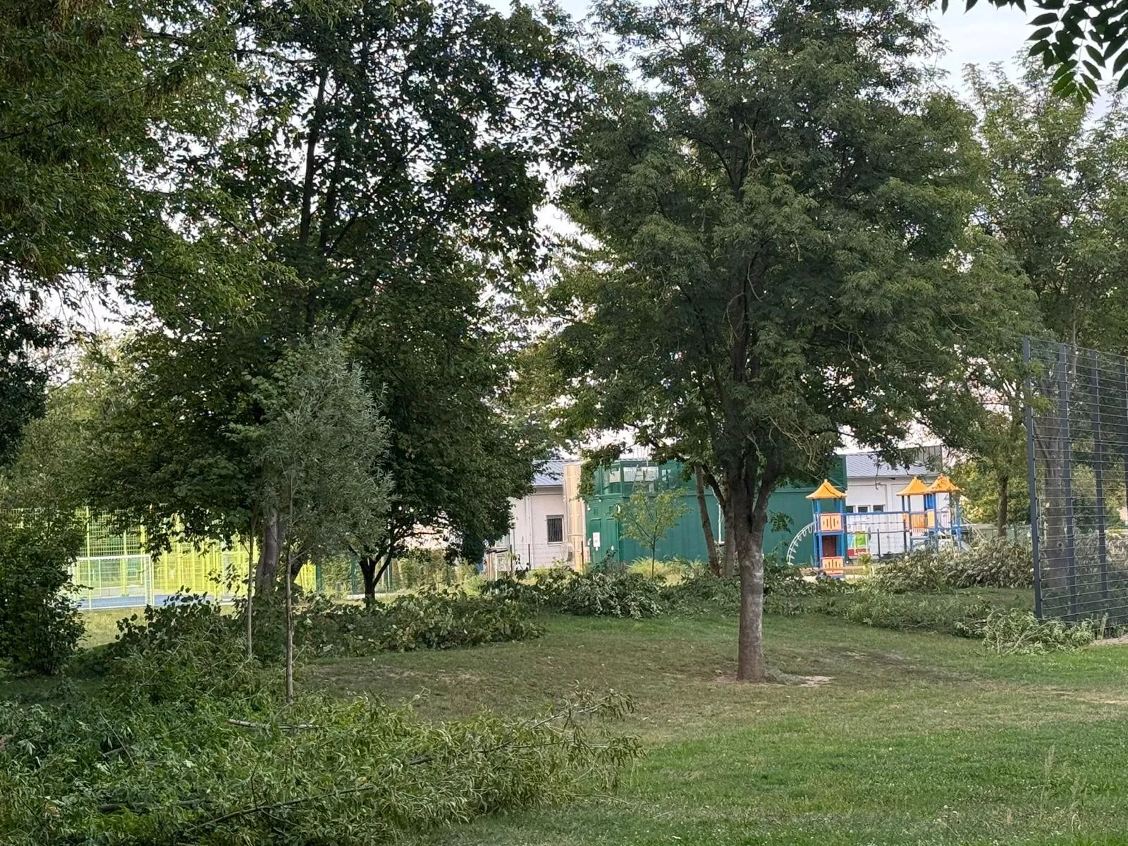 Kronenpflege: Totholz auf dem Schulhofgelände