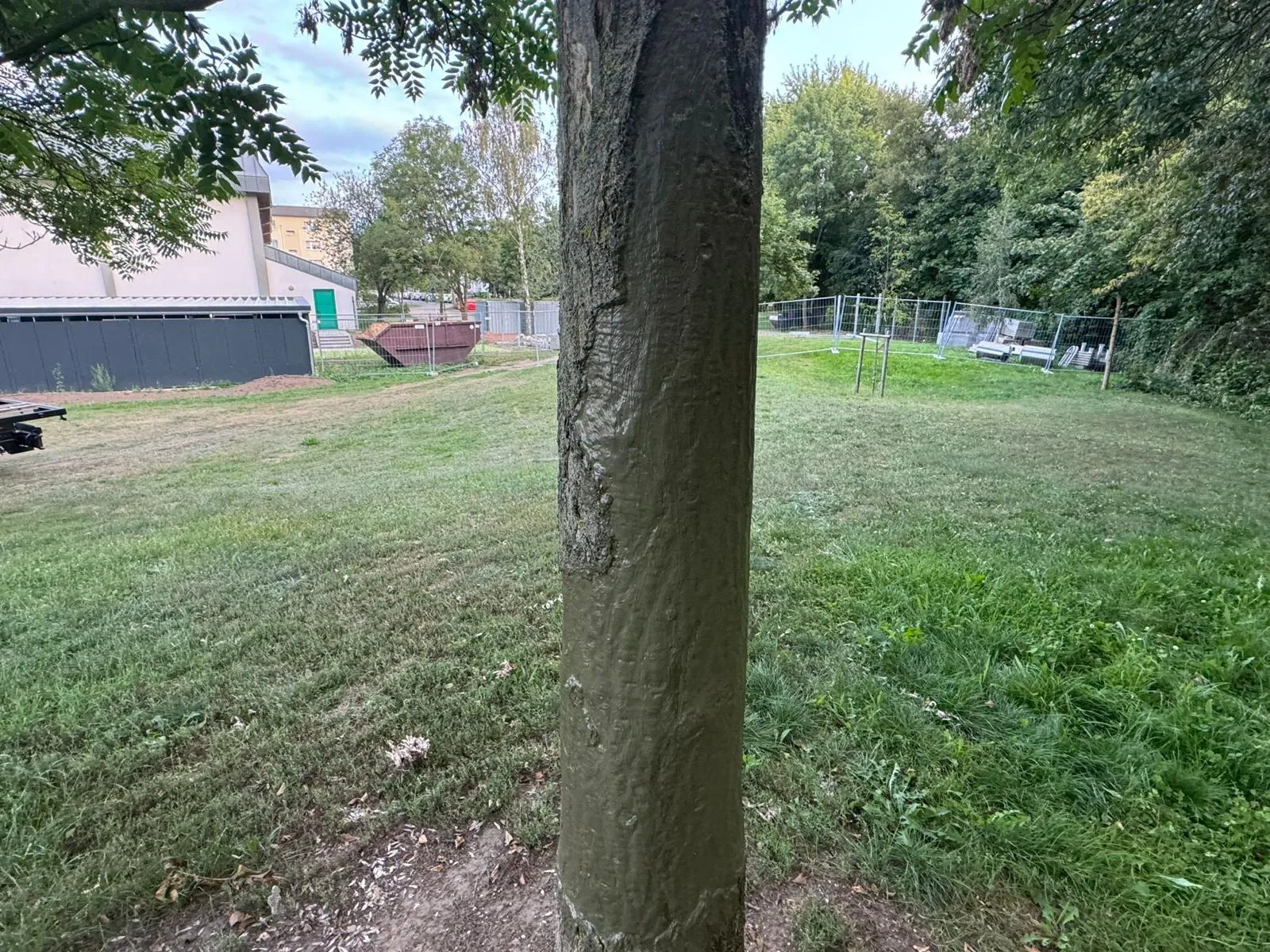 Den Baum konnten wir noch retten