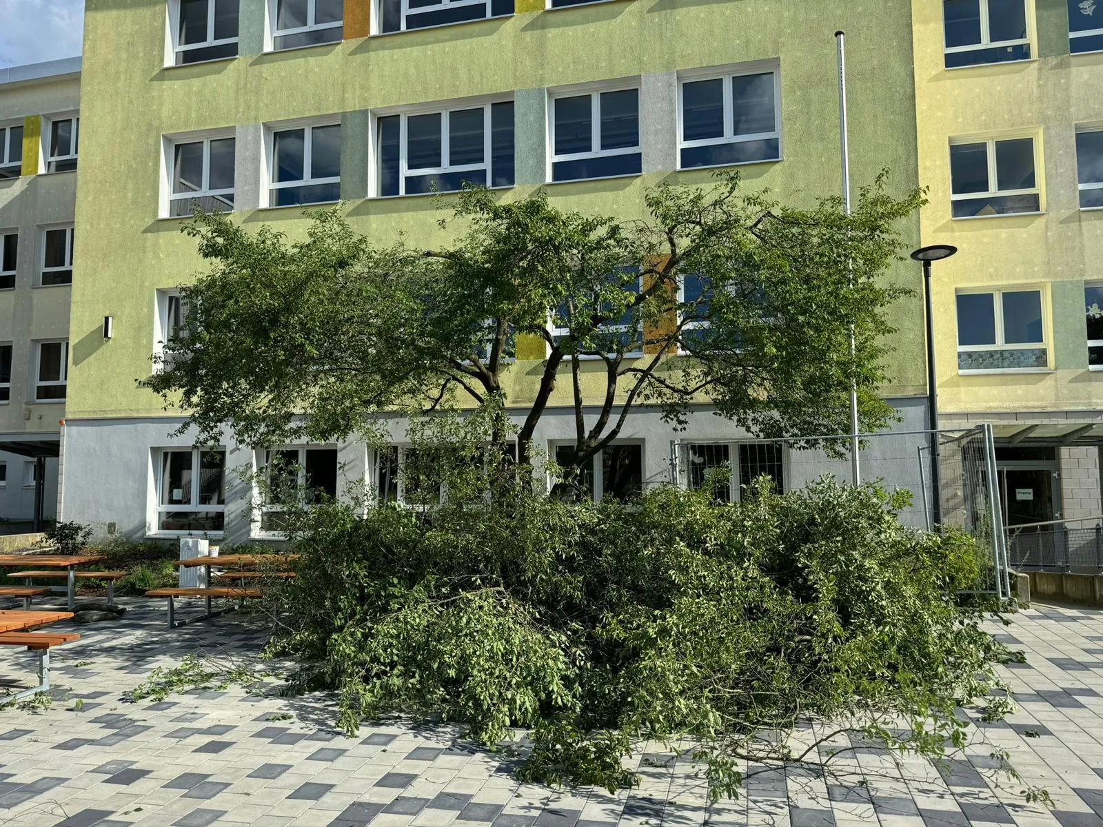 Baumpflege vor Schulgebäude