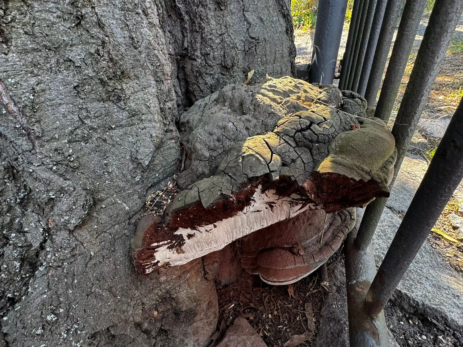 Pilzbefall am Stammfuß der Roteiche