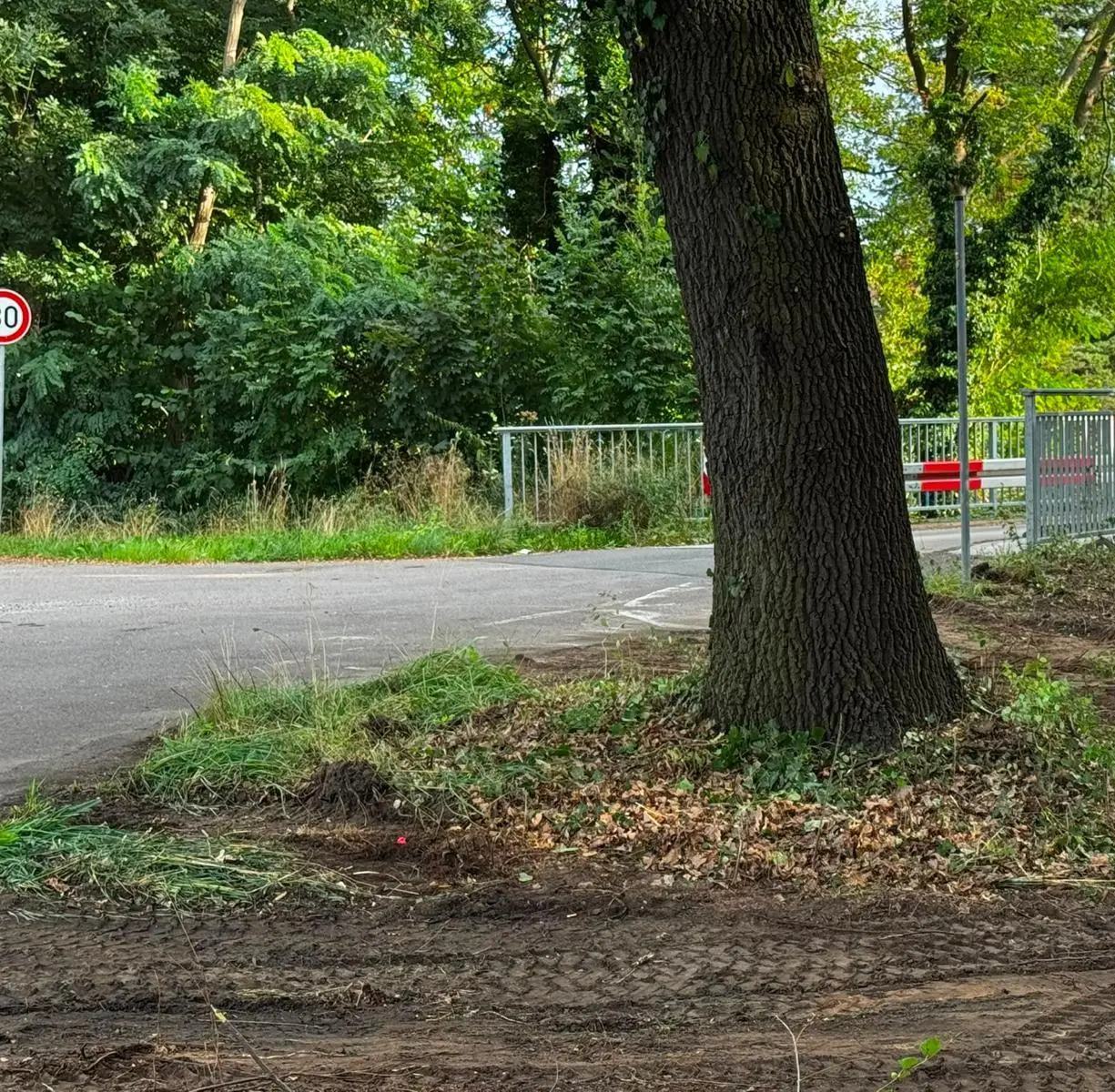 Altbaum an der Straßenecke mit freigelegtem Wurzelbereich