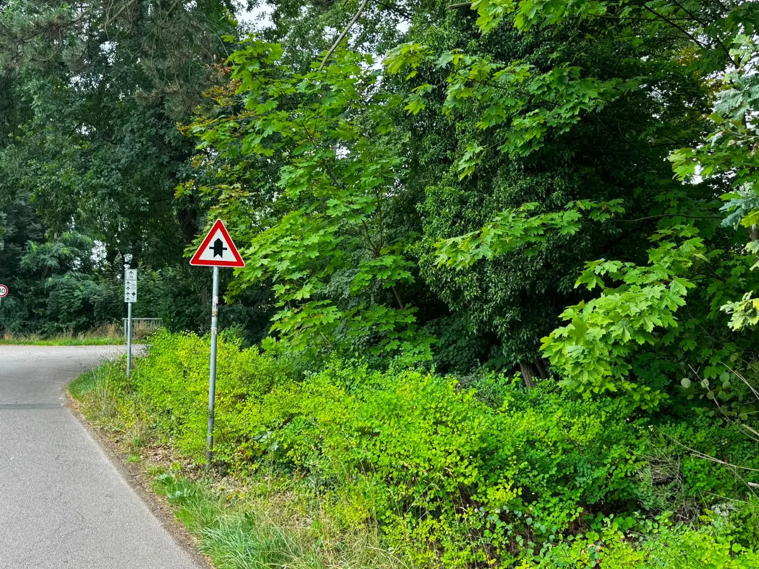 Vorfahrtszeichen an der Einmündung, zugewachsen von dichtem Aufwuchs