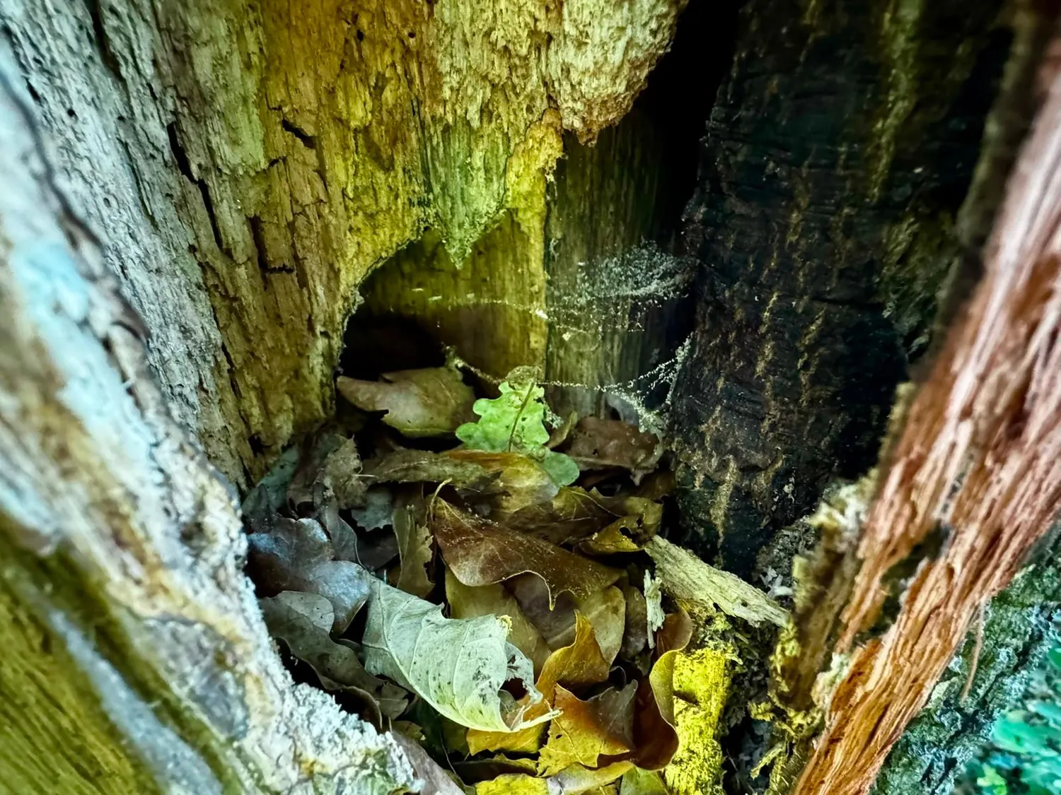 Verlassenes Nest aus Laub in einer Baumhöhle