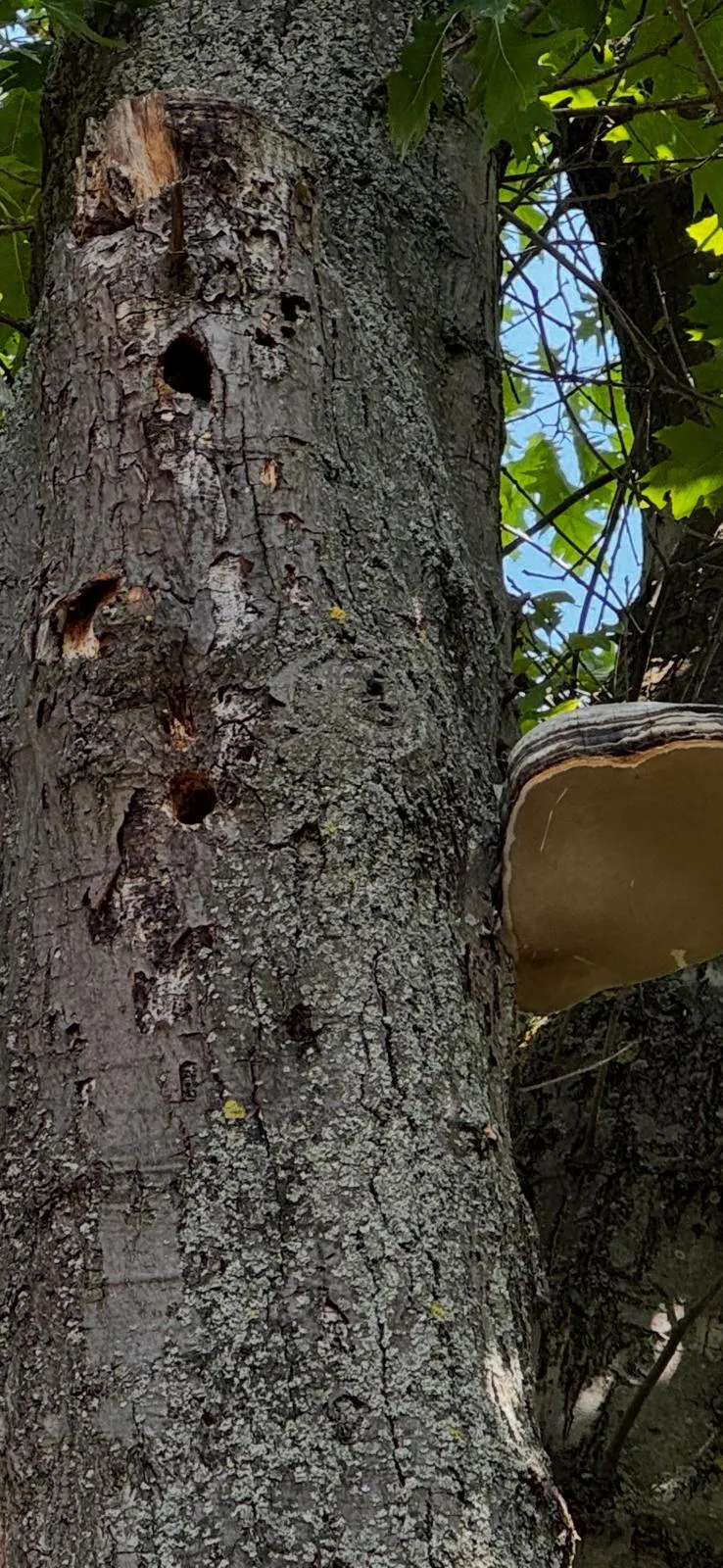 Spechthöhlen zeigen, wie weit das Holz zersetzt ist