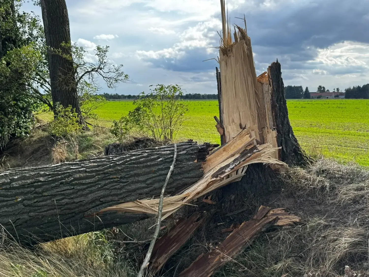 Auf halber Höhe gebrochener Baumstamm mit aufgesplittertem Bruch