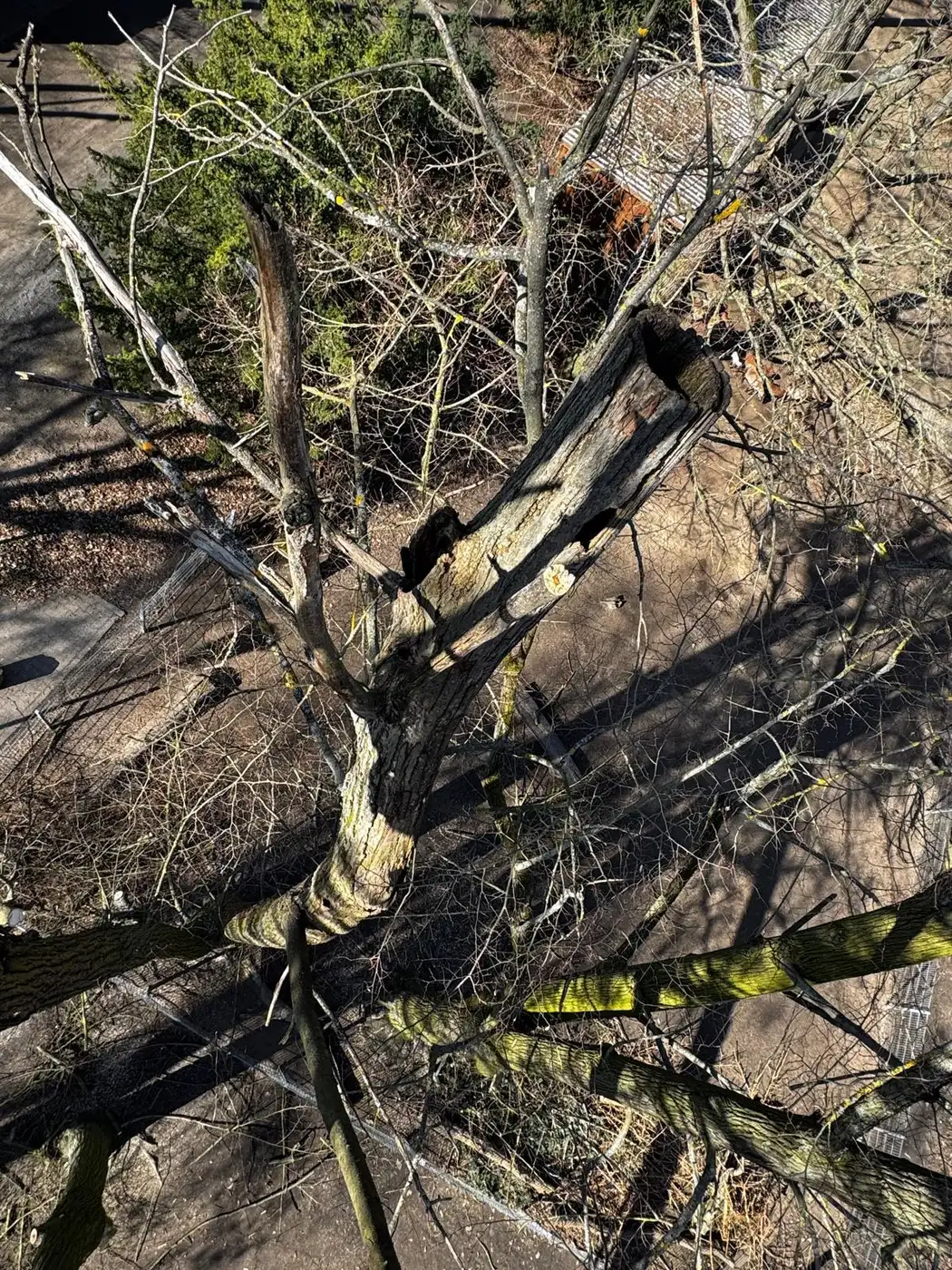 Aus 12 m Höhe sieht man erst, wie weit die Fäule reicht