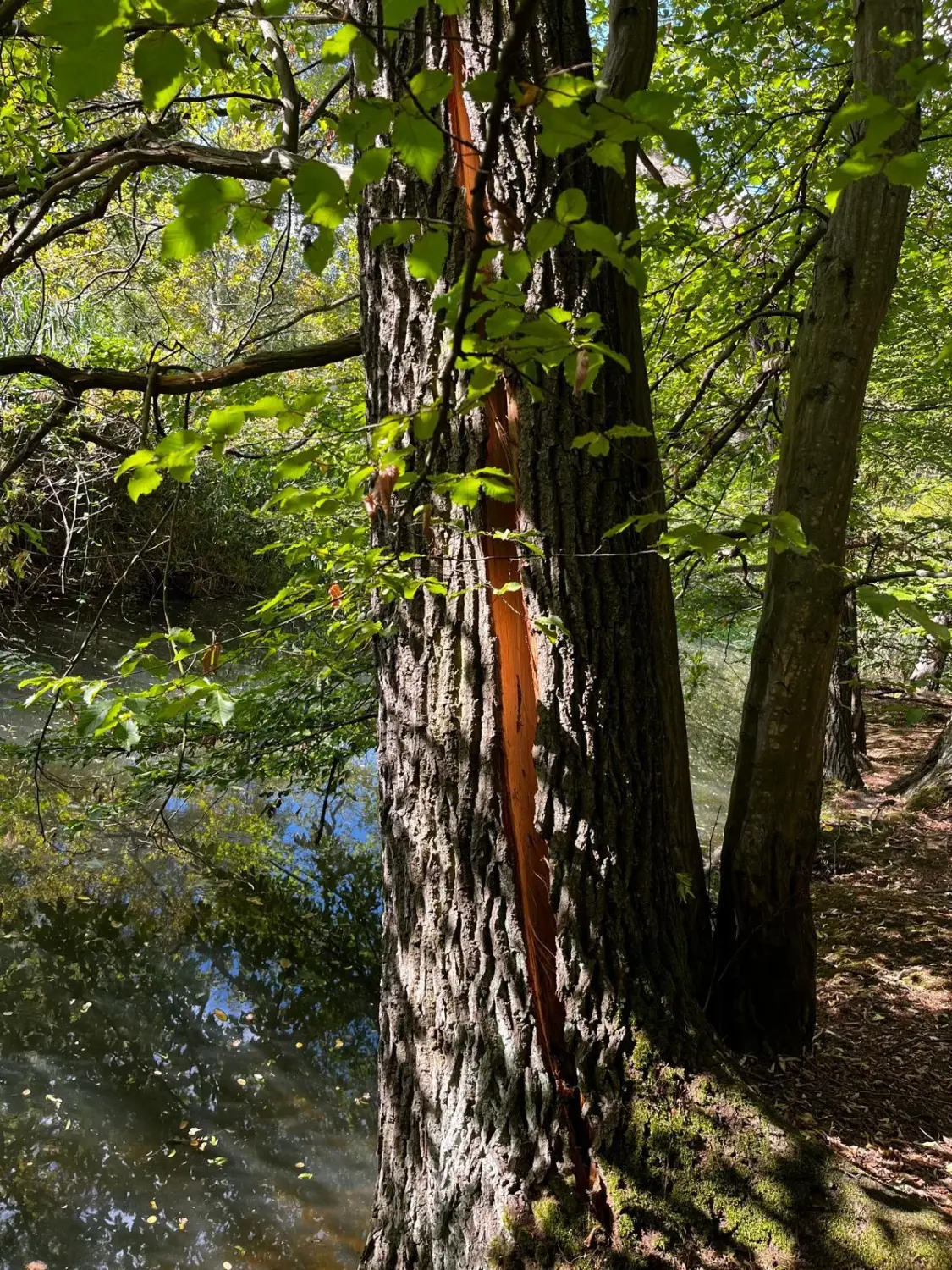 Langer Riss längs durch die Stammrinde