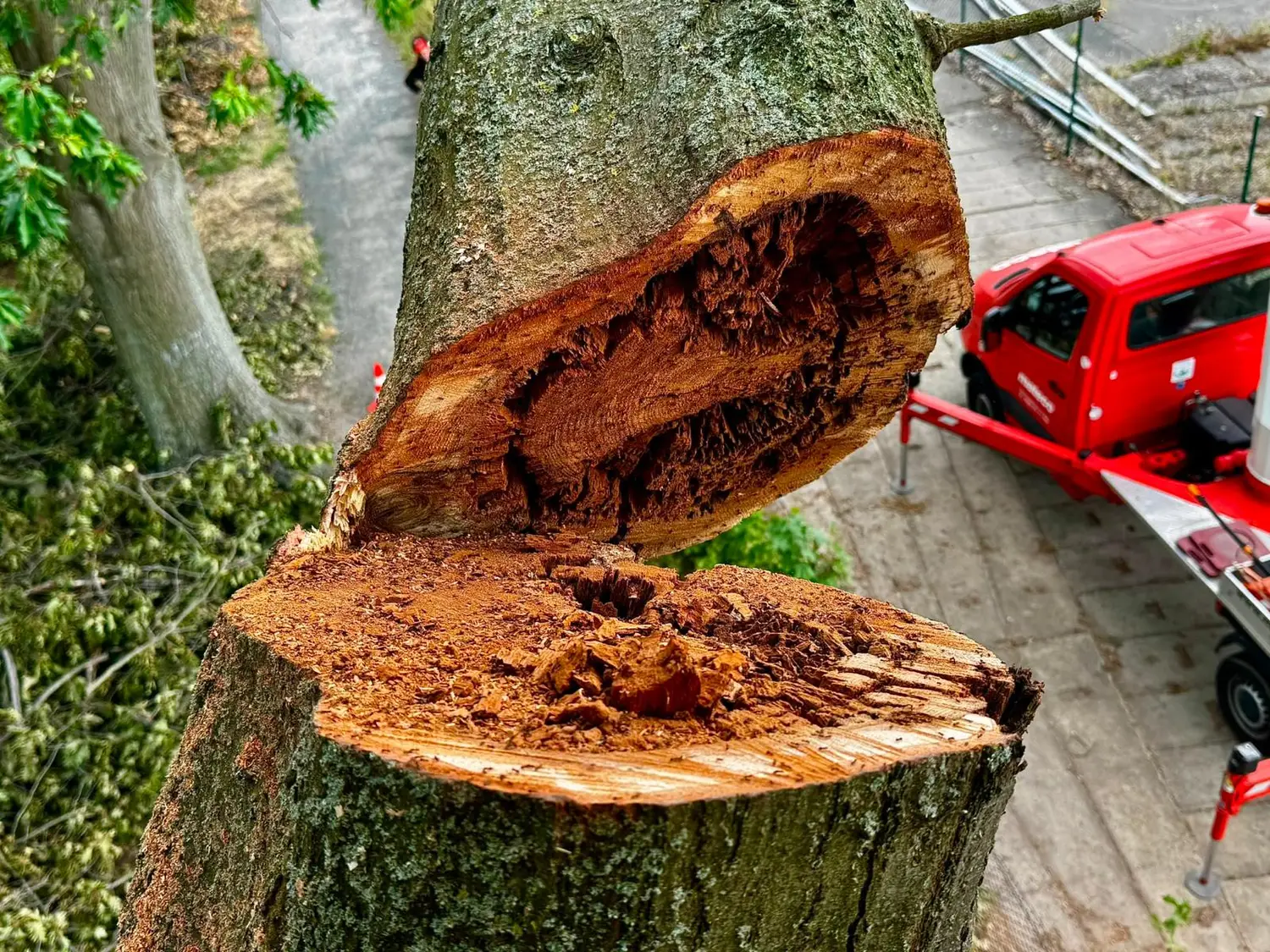Schnittfläche des entnommenen Starkasts mit zersetztem Kernholz