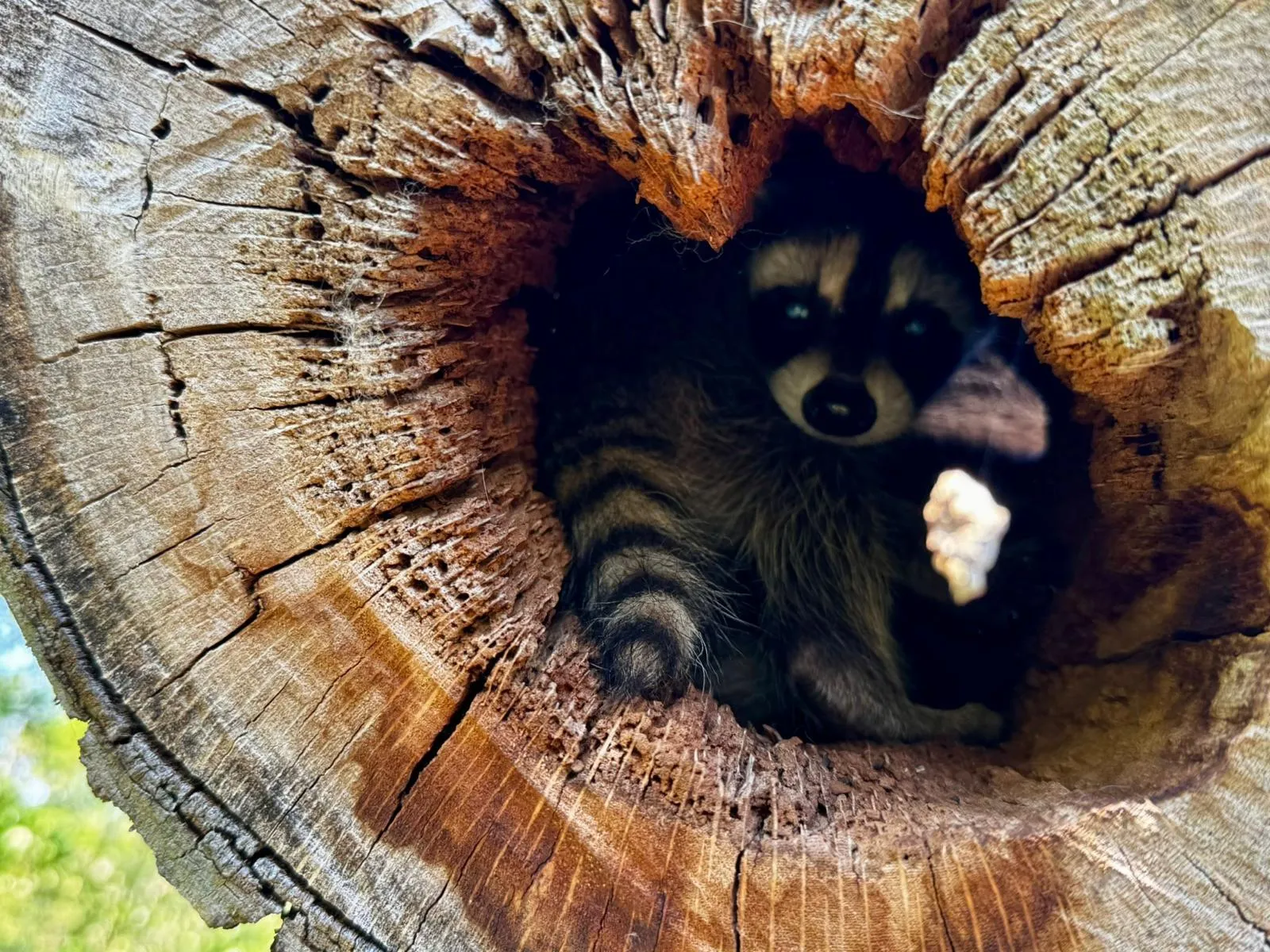 Der Baum als Lebensraum, hier ein Waschbär in der Stammhöhle