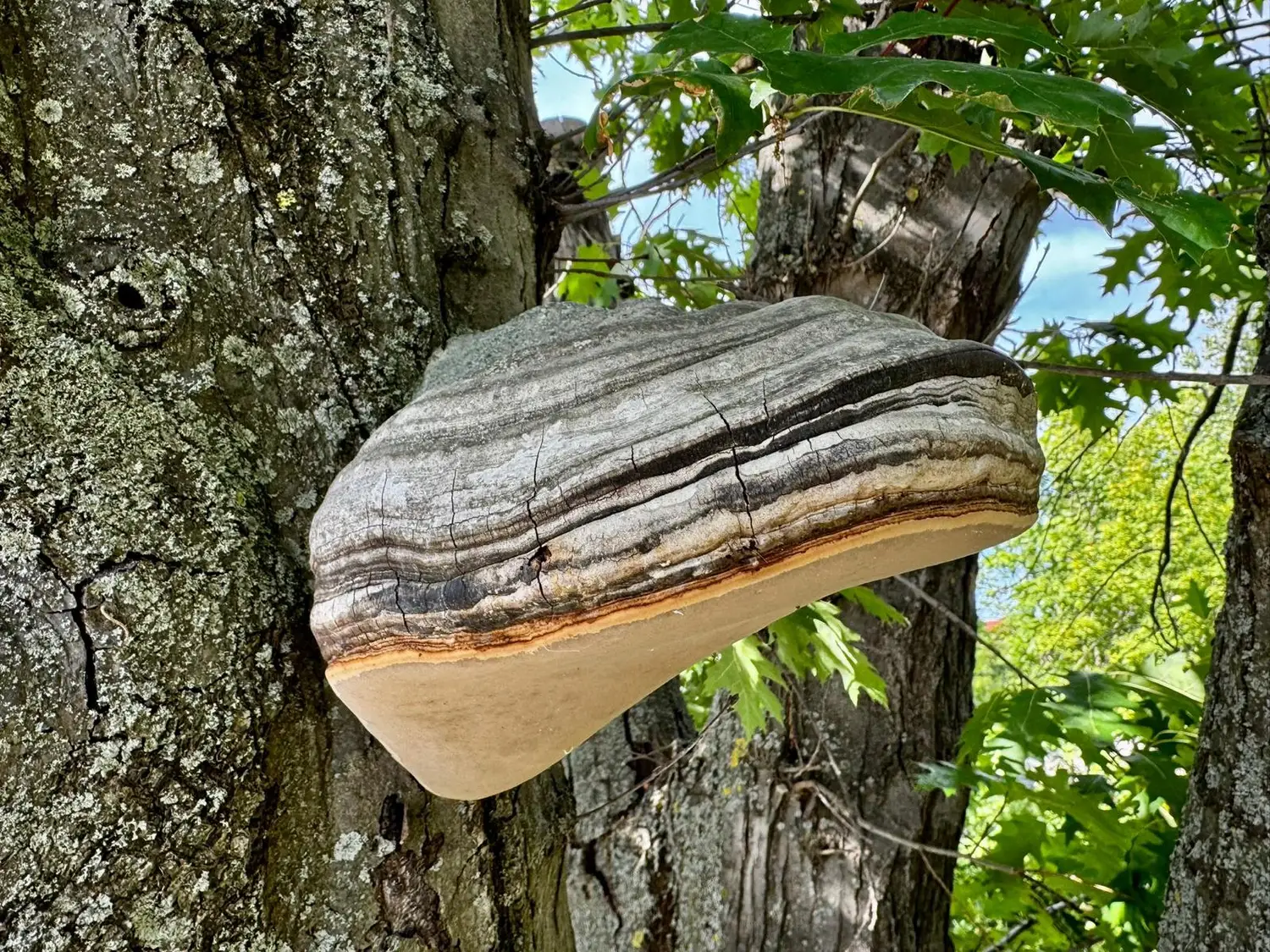 Fruchtkörper des Zunderschwamms am Stamm